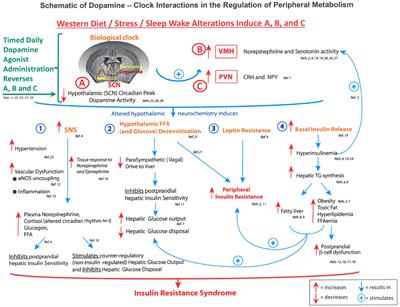 Frontiers | Cardiac Autonomic Neuropathy In Diabetes: A Predictor Of ...